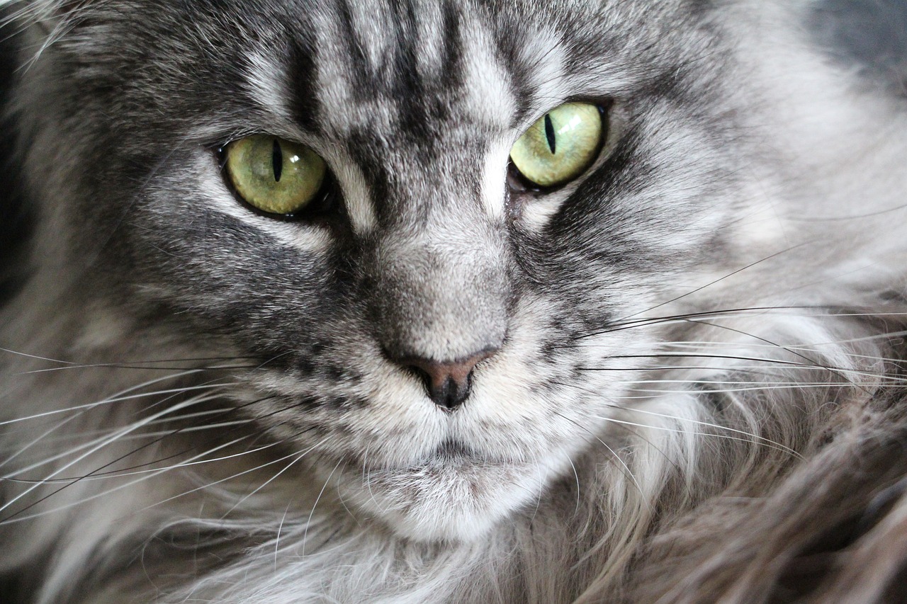 cat maine coon maine coon cat free photo