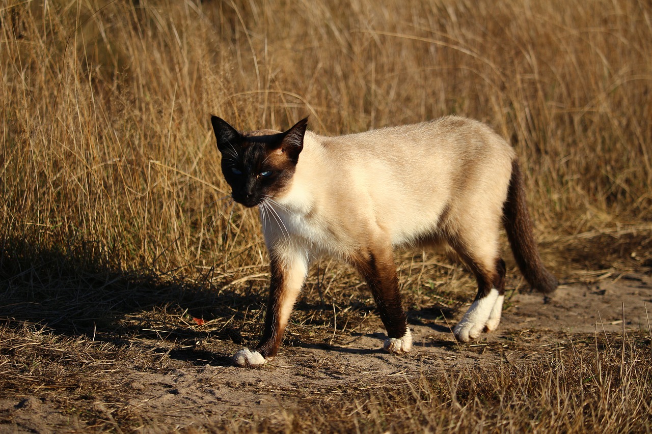 cat mieze siam free photo