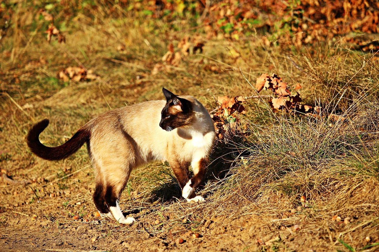 cat mieze siam free photo