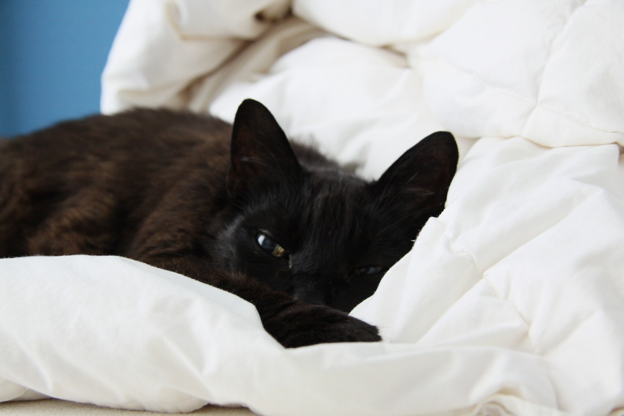 cat black bed free photo
