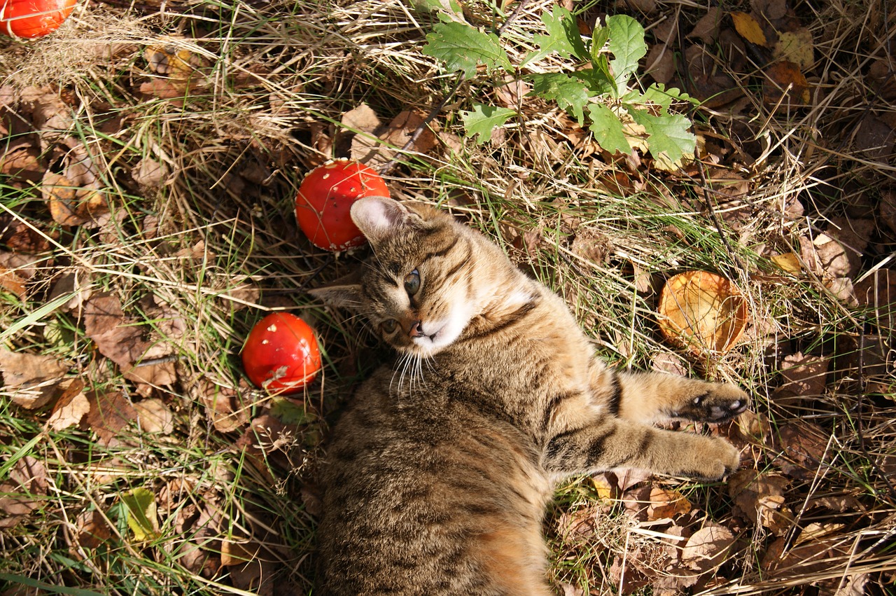 cat autumn autumn gold free photo