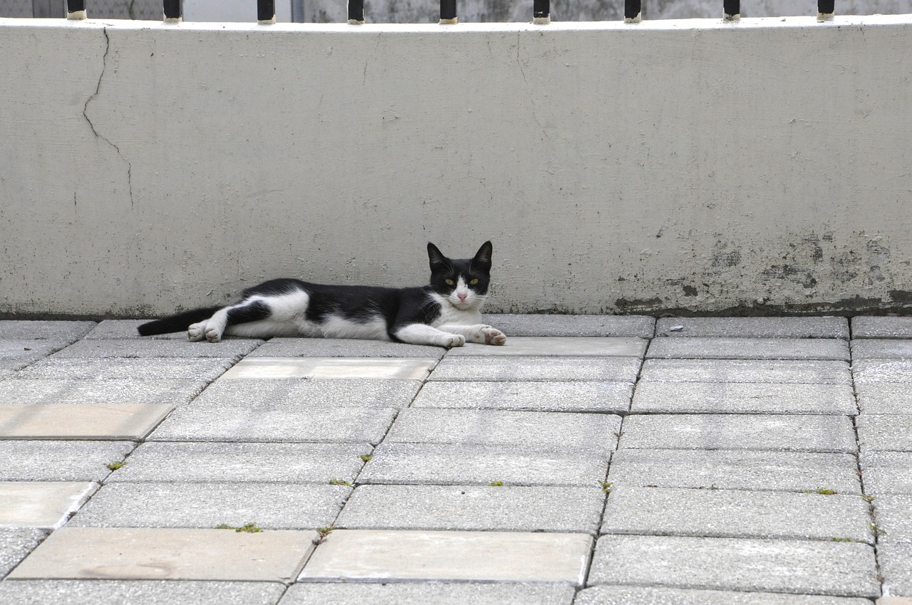 cat rest courtyard free photo