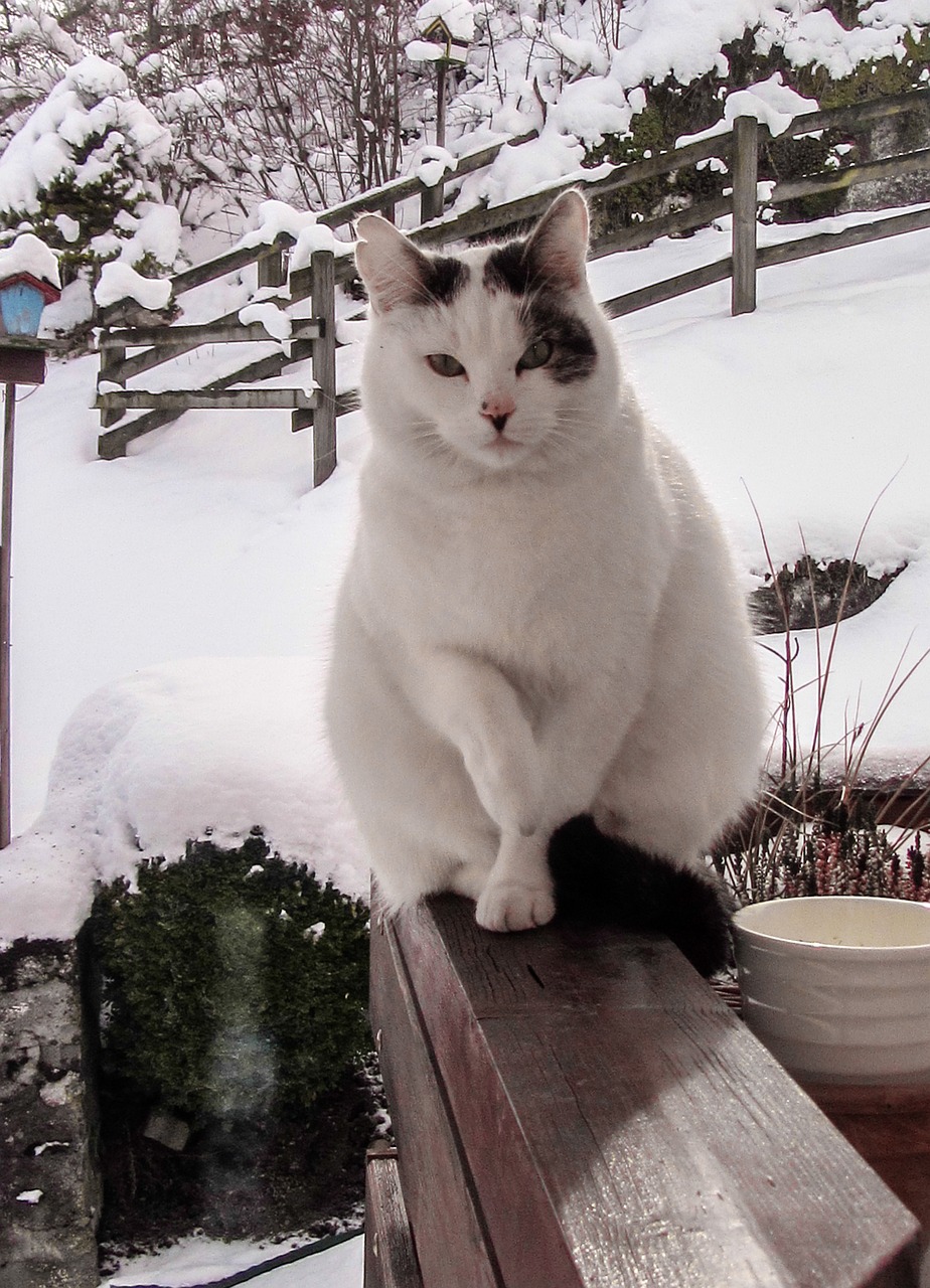 cat white snow free photo