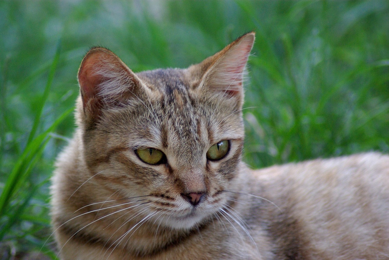 cat feline portrait free photo