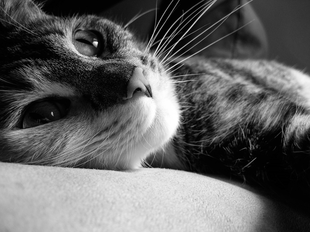 cat feline shorthair free photo