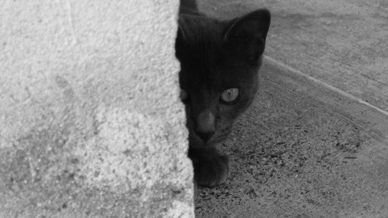 cat black nature free photo