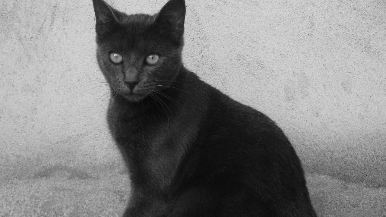cat black nature free photo