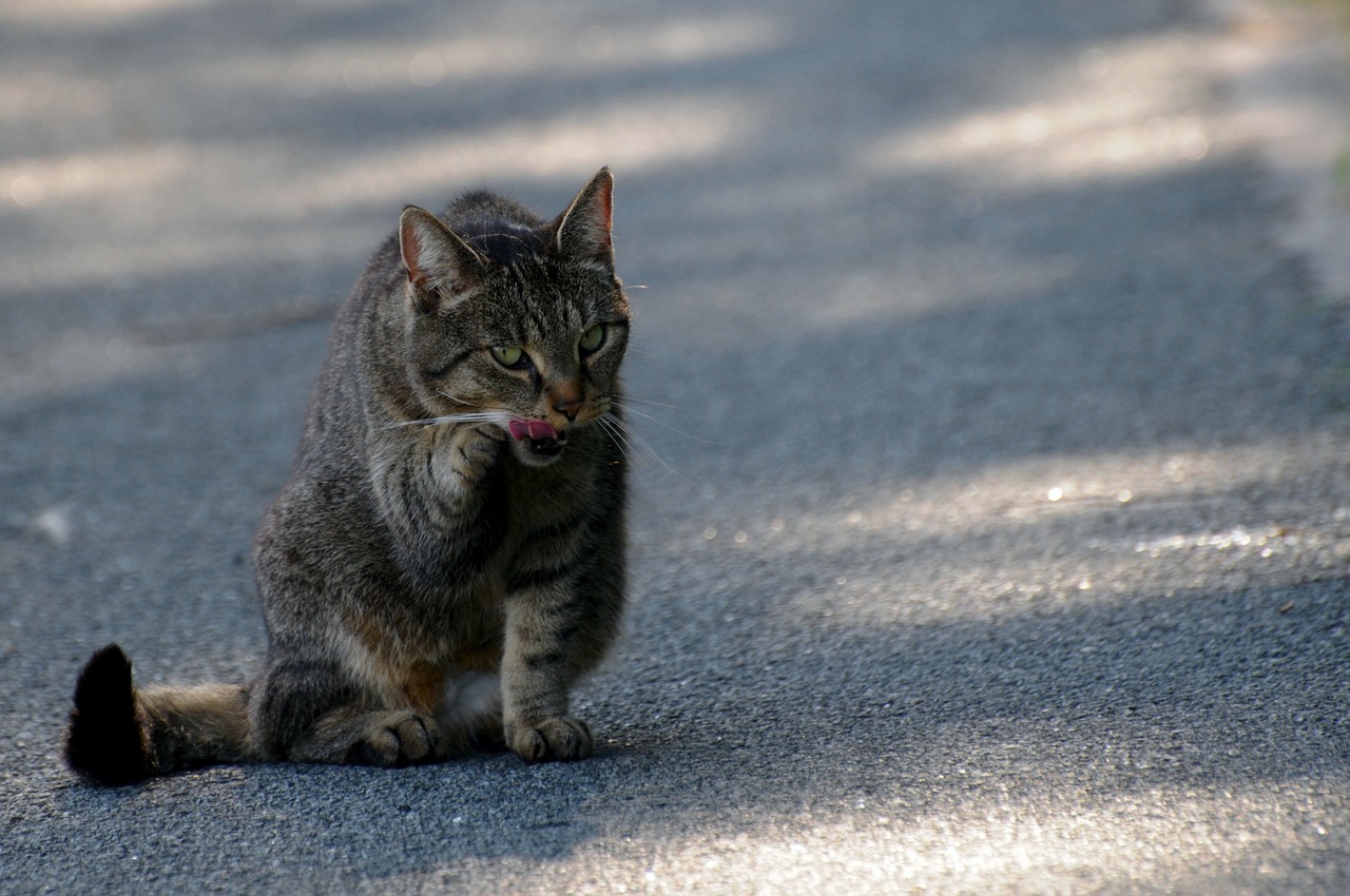 cat tiger cat mieze free photo