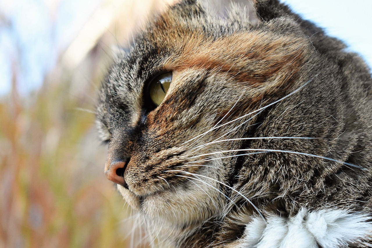 cat animal mackerel free photo