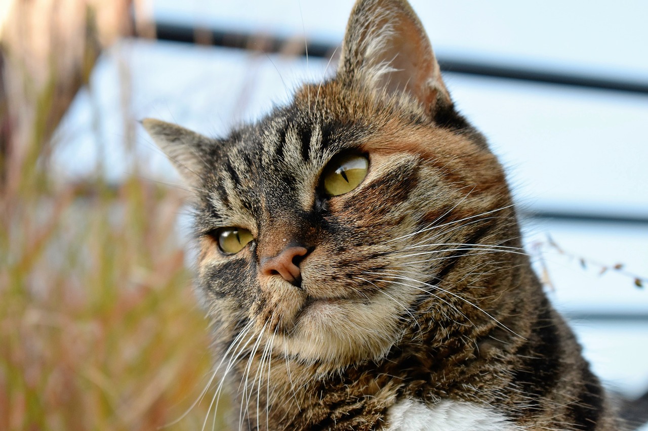 cat animal mackerel free photo