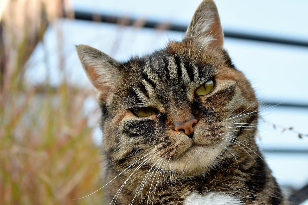 cat animal mackerel free photo