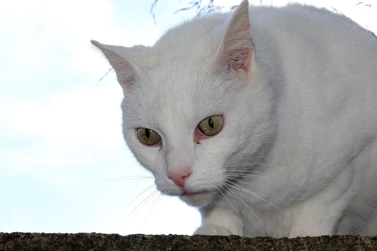 cat white view free photo