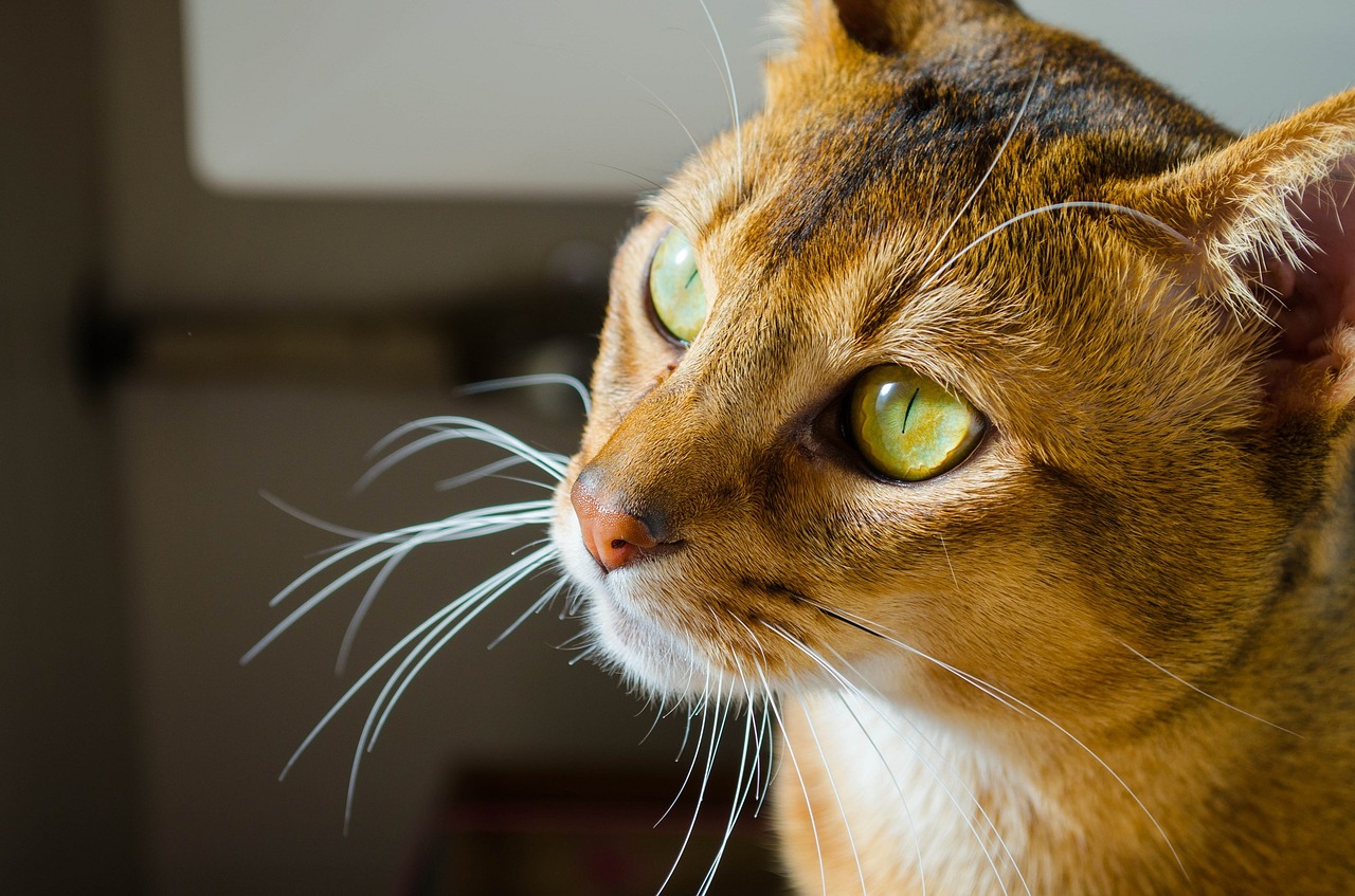 cat abyssinian feline free photo