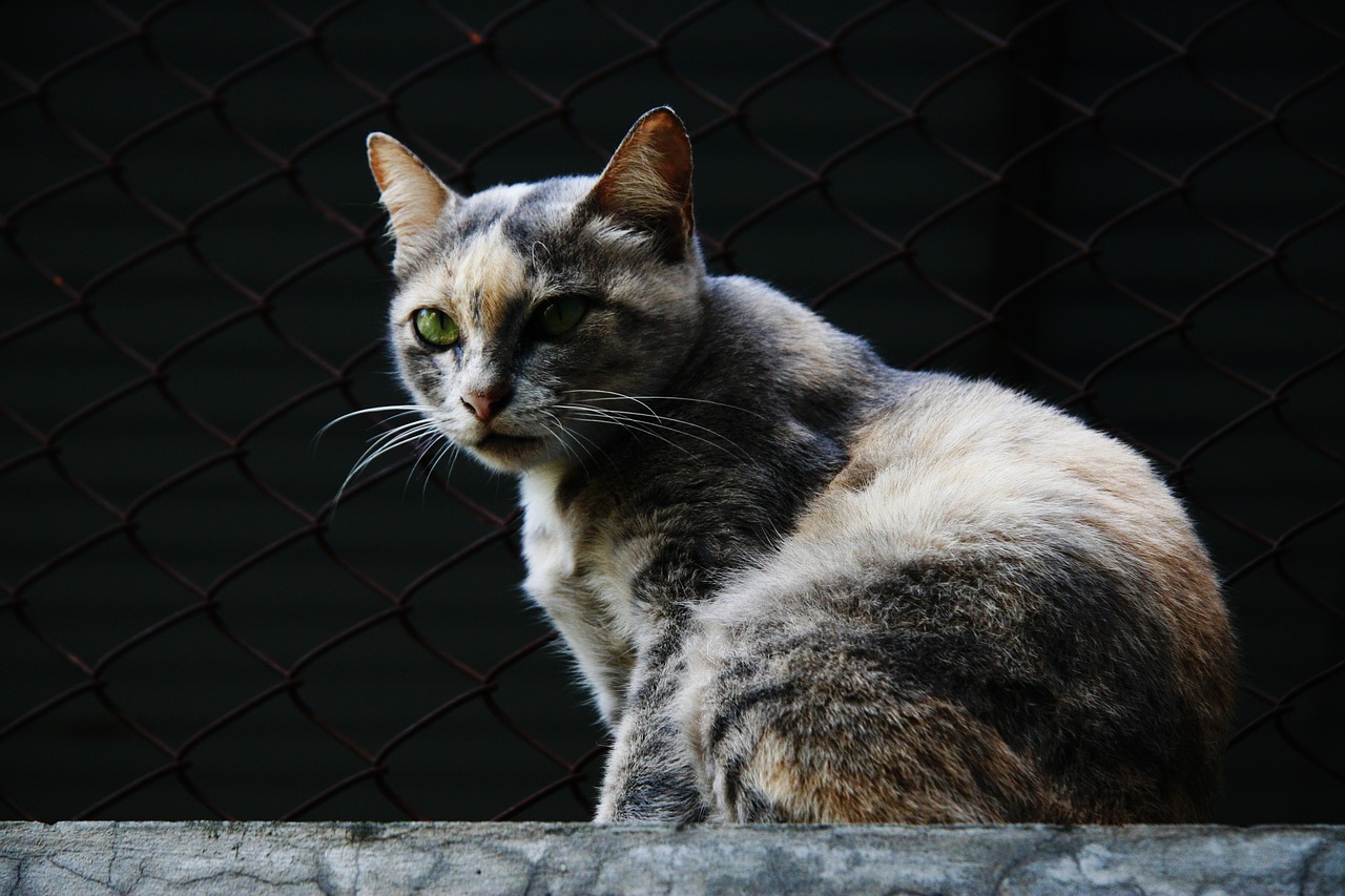 nature yawn cat free photo