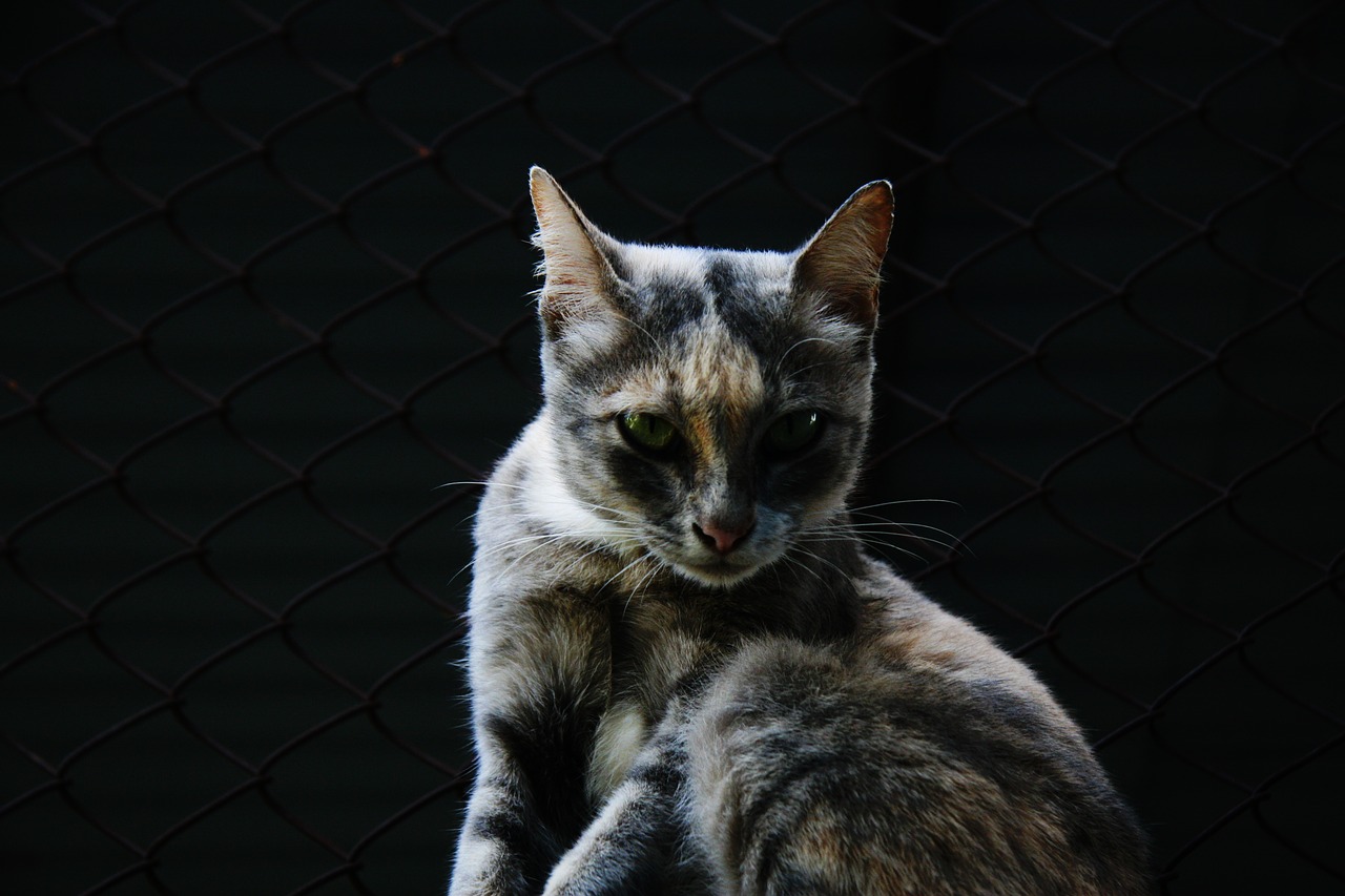 face yawn cat free photo