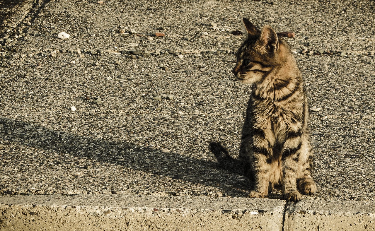 cat stray young free photo