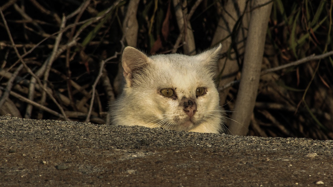 cat stray wounded free photo