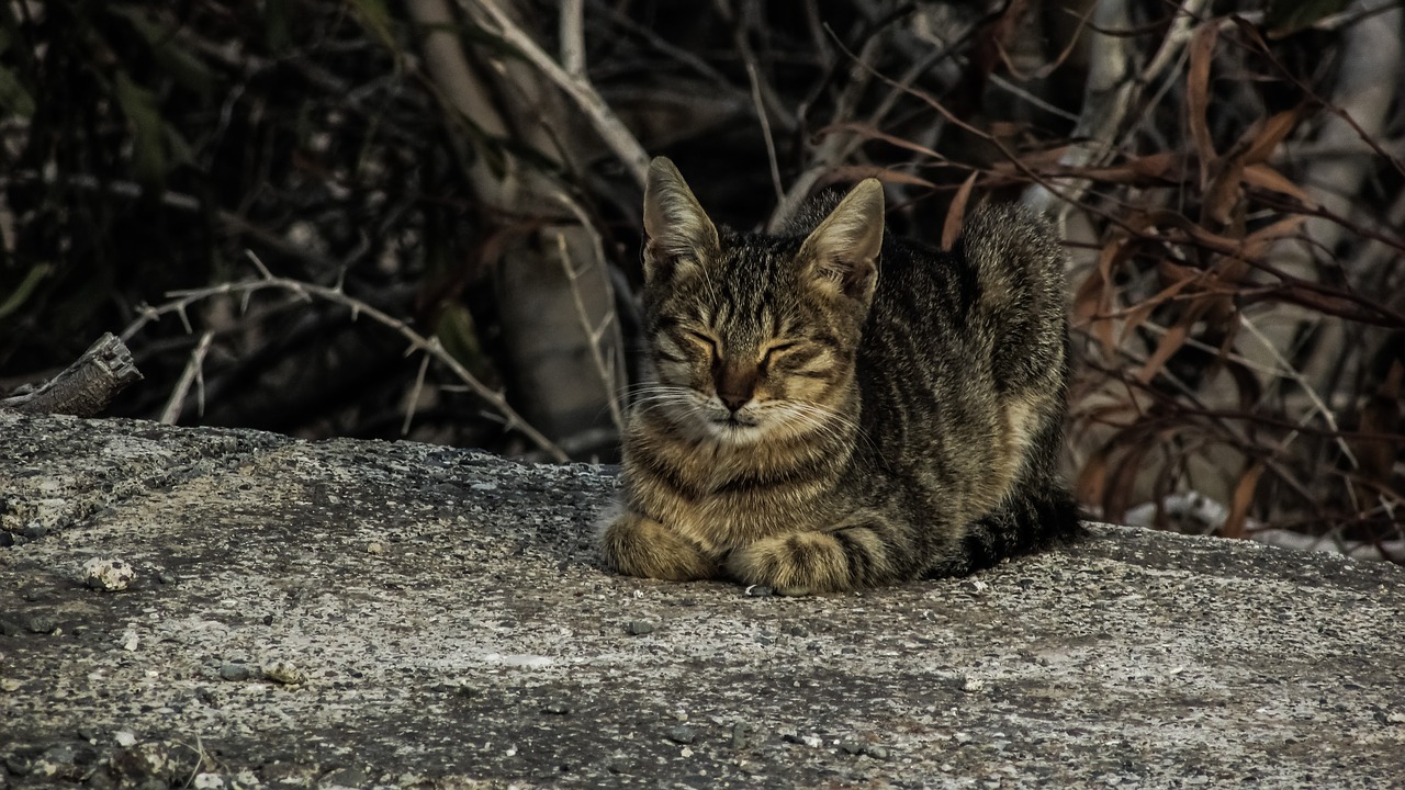 cat resting sleeping free photo