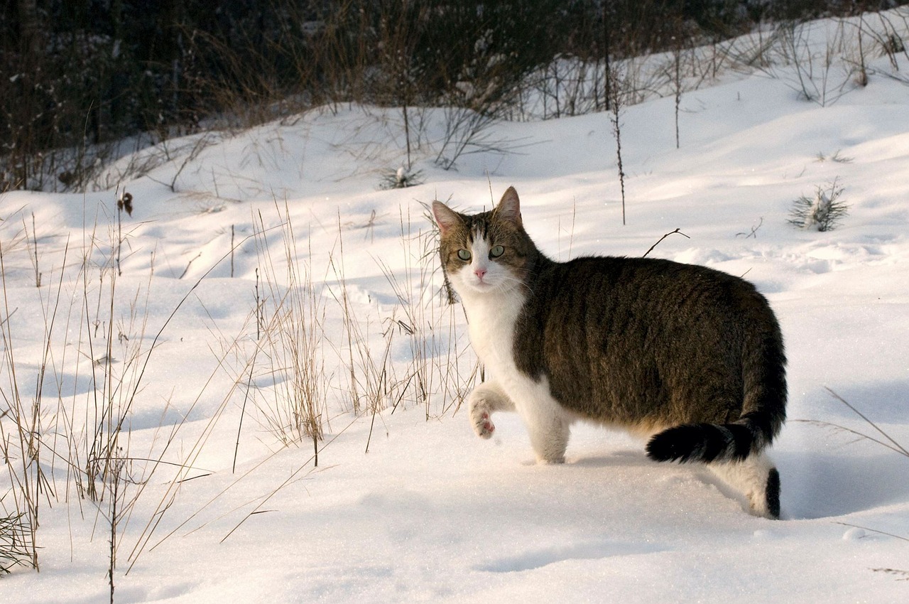 cat mackerel snow free photo