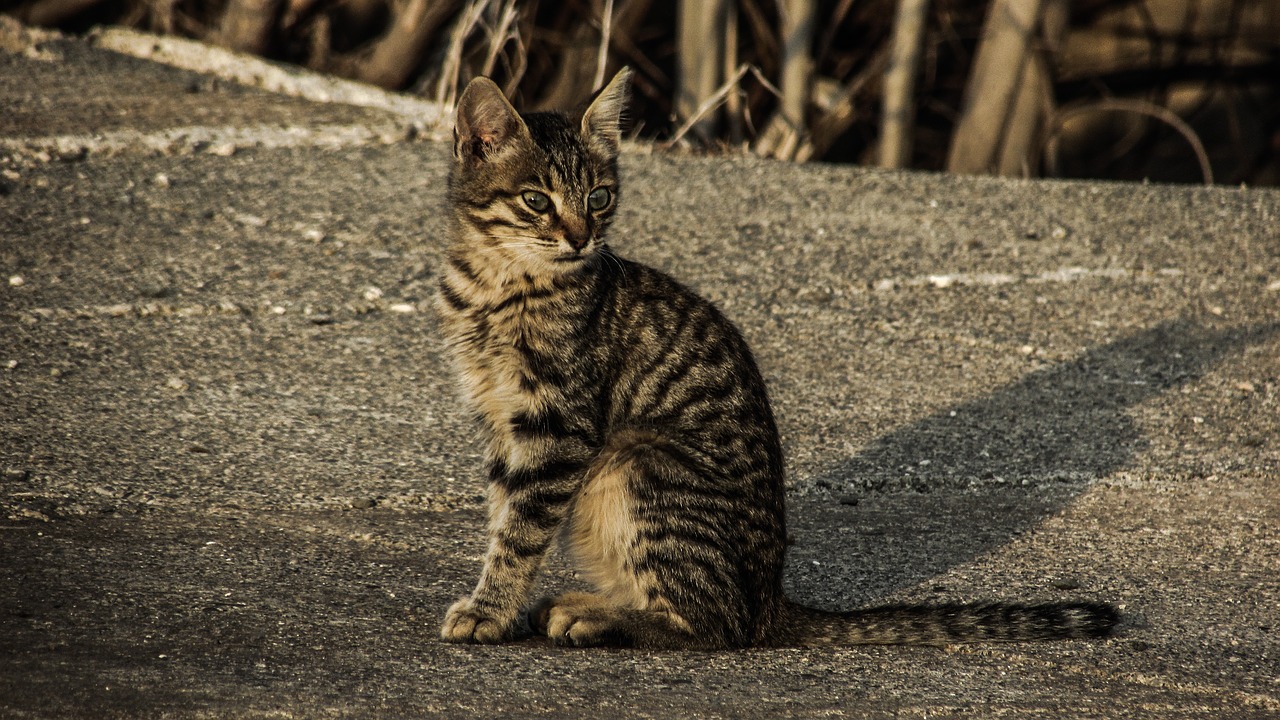 cat stray young free photo