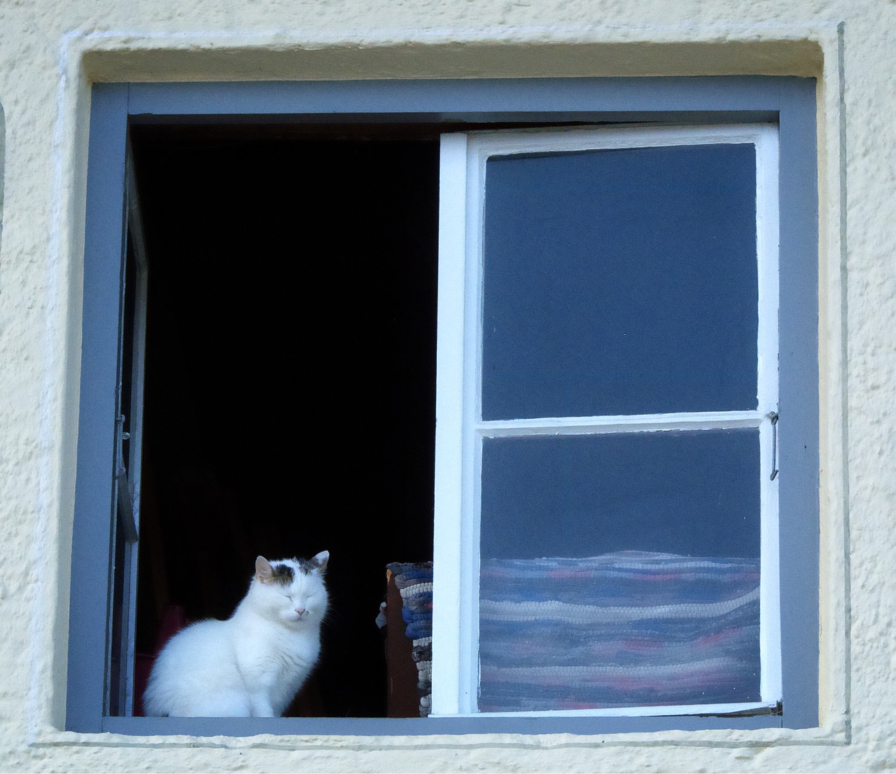 cat domestic cat window free photo