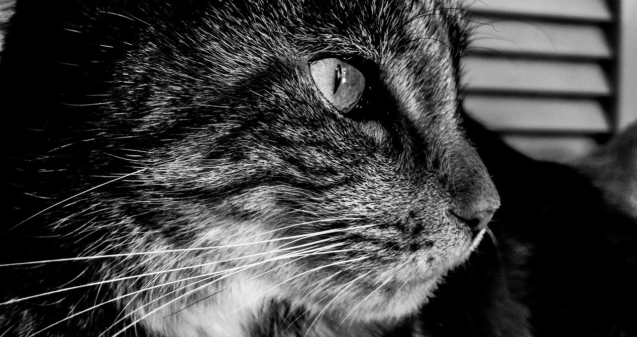 cat feline portrait free photo