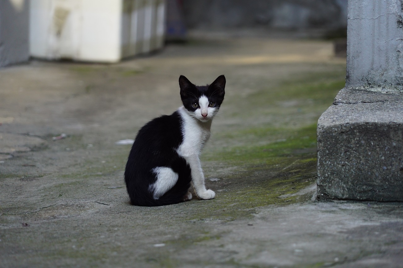 cat gilnyangyi kitten free photo