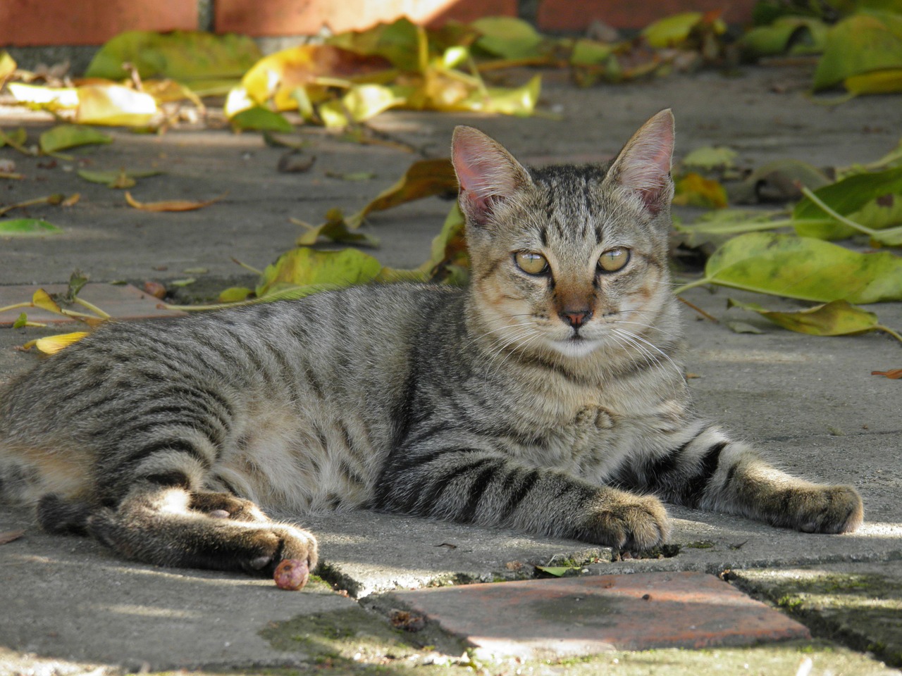 cat 宠物 animals free photo