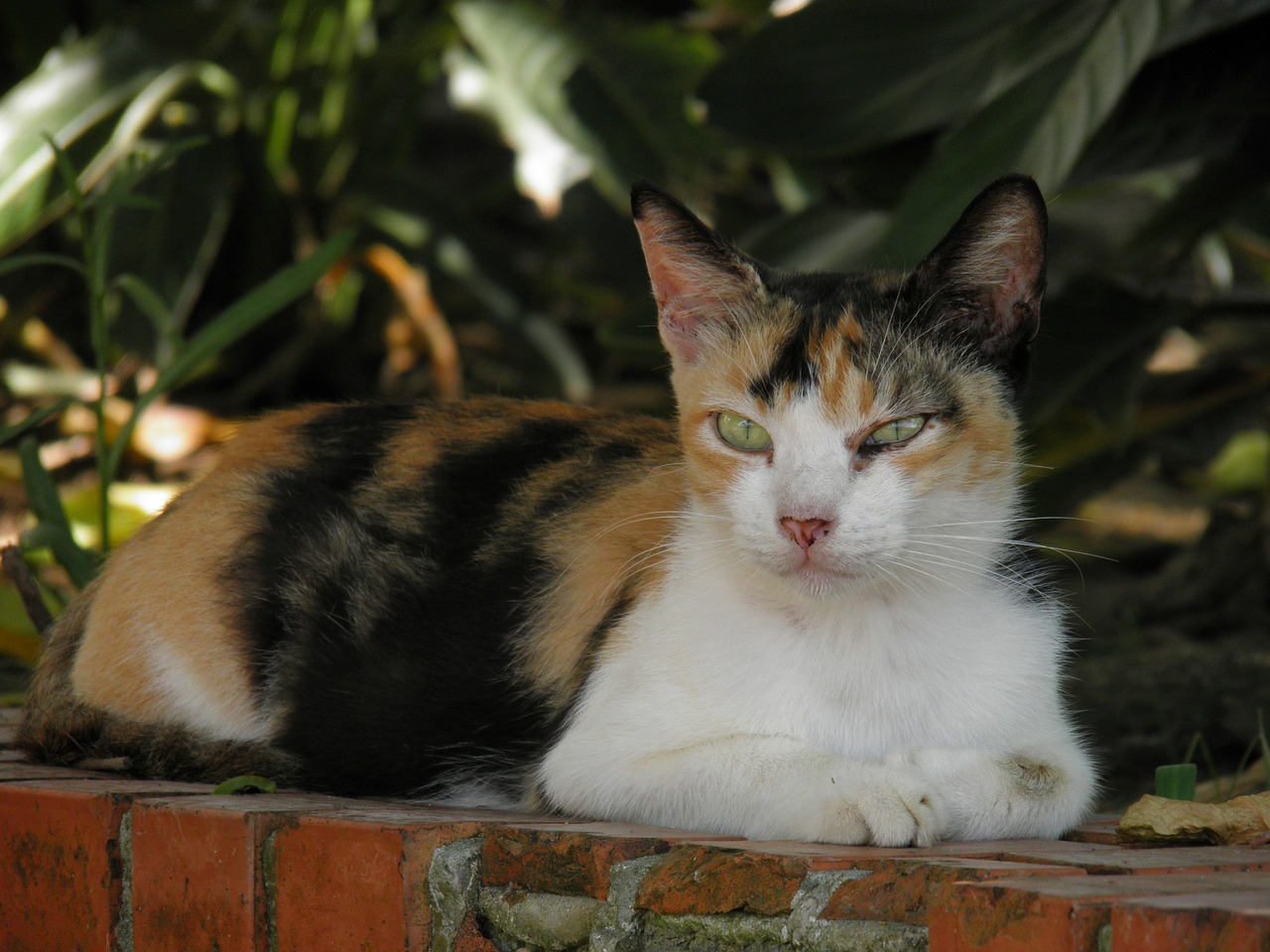 cat 宠物 animals free photo