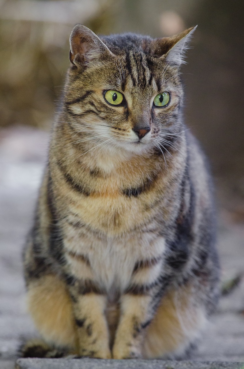 cat feline looking free photo