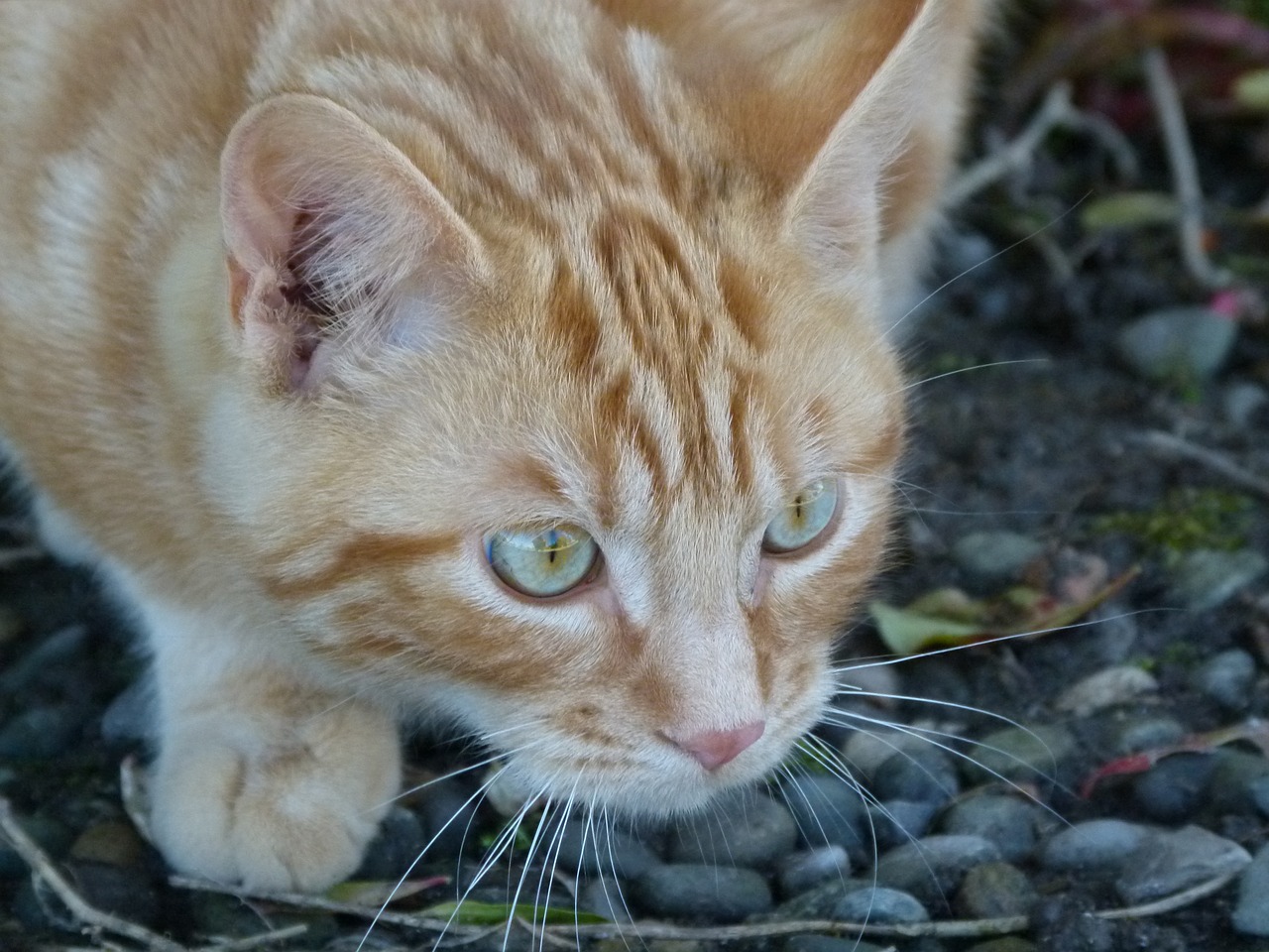 cat red red cat free photo