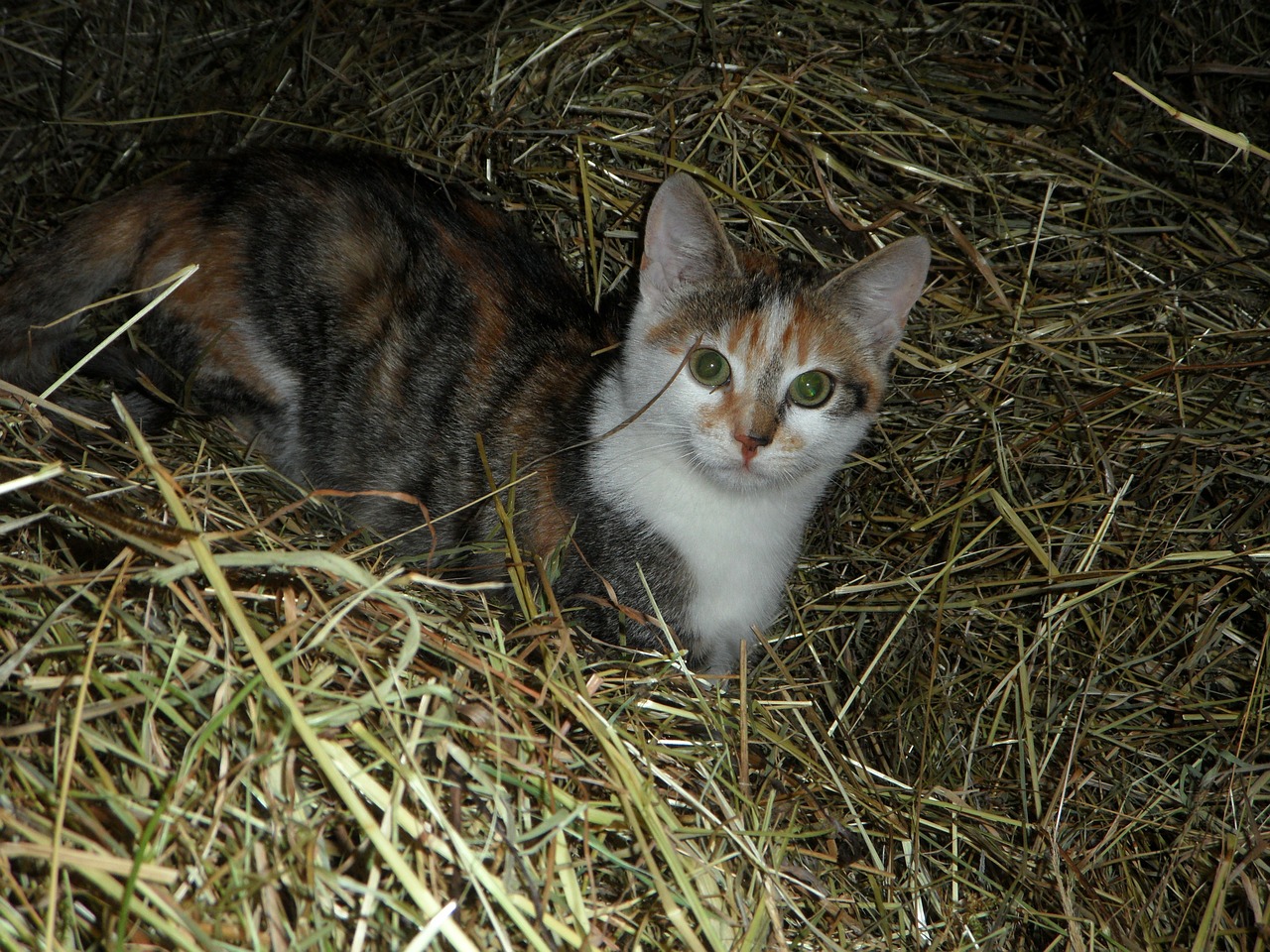 cat farm hay free photo