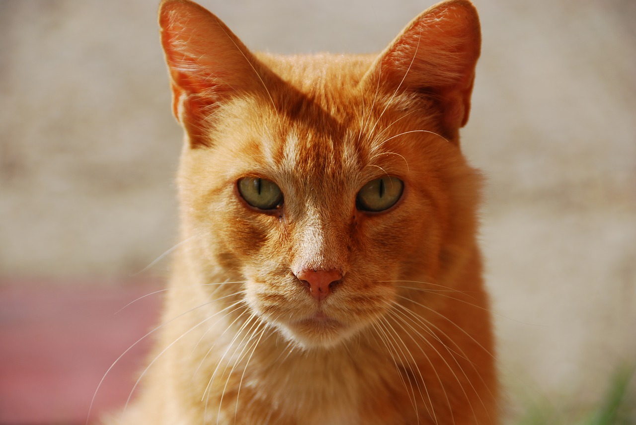 red animal portrait of cat free photo