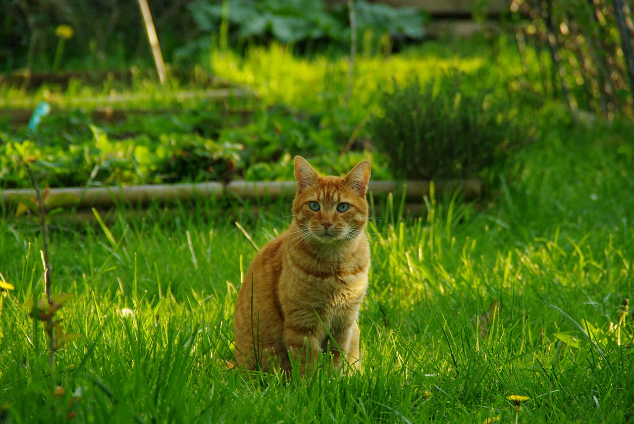 cat red cat feline free photo