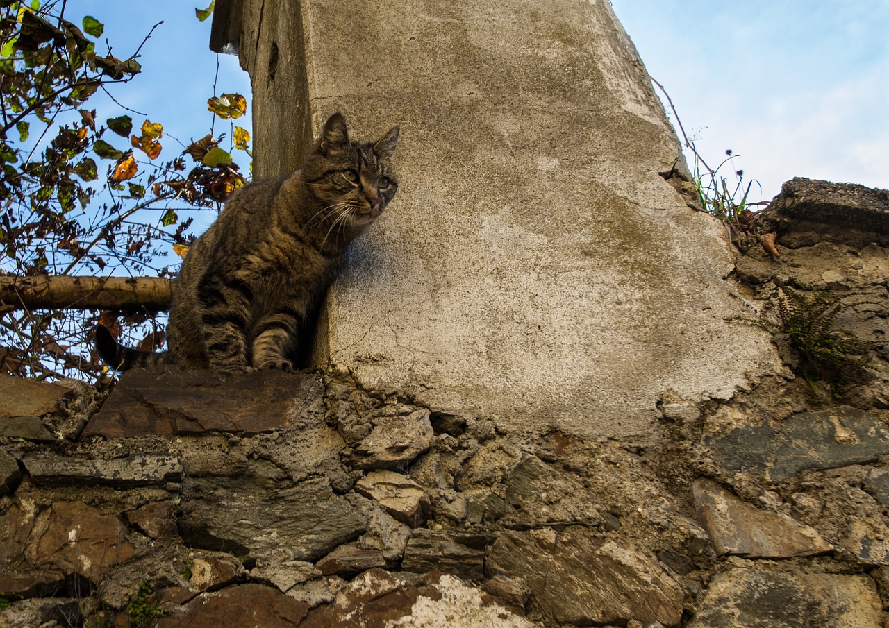 cat wall autumn free photo