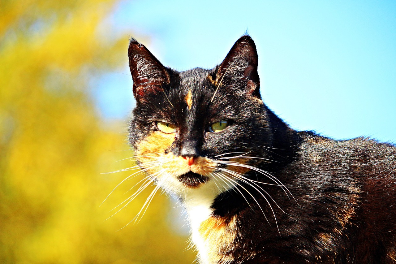 cat mieze lucky cat free photo