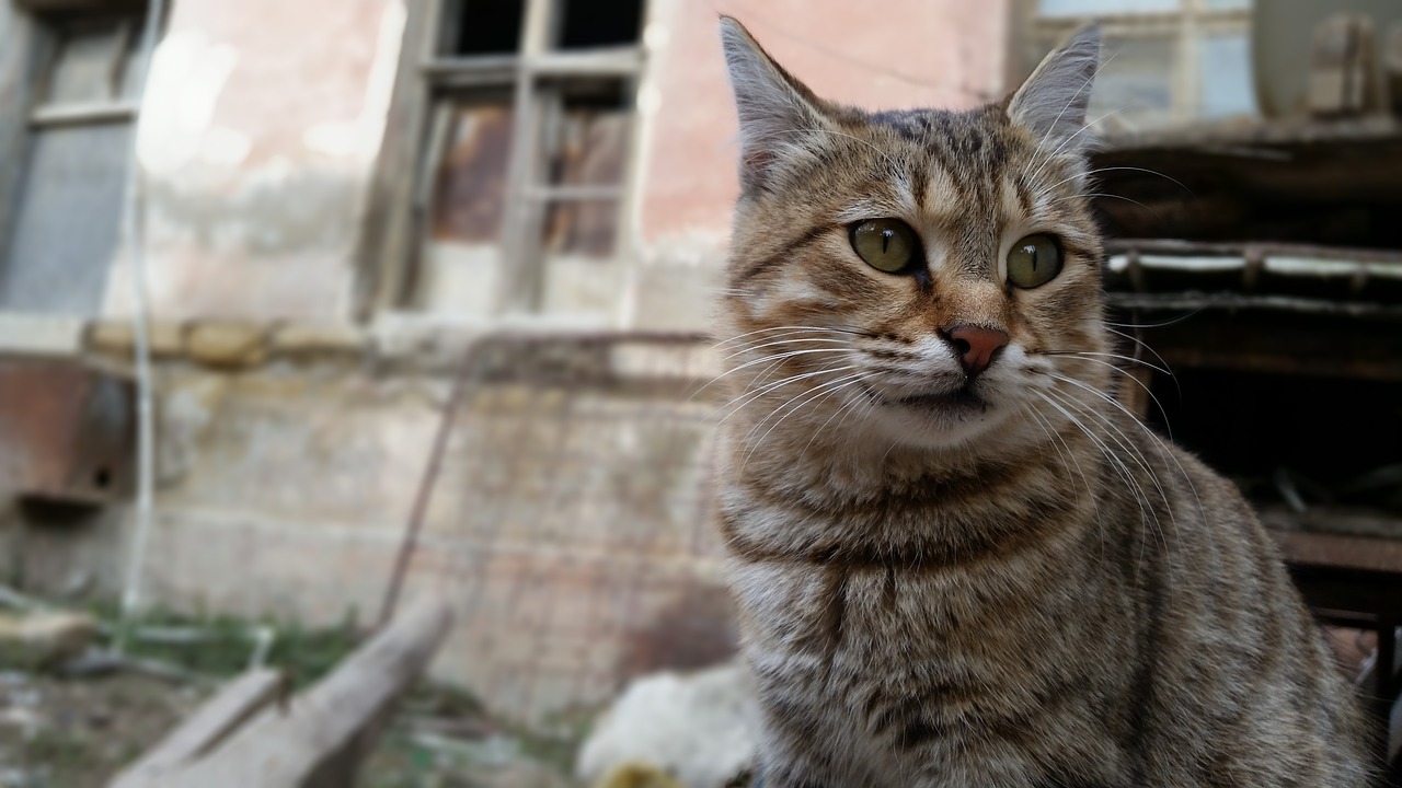 pets the homeless cat free photo