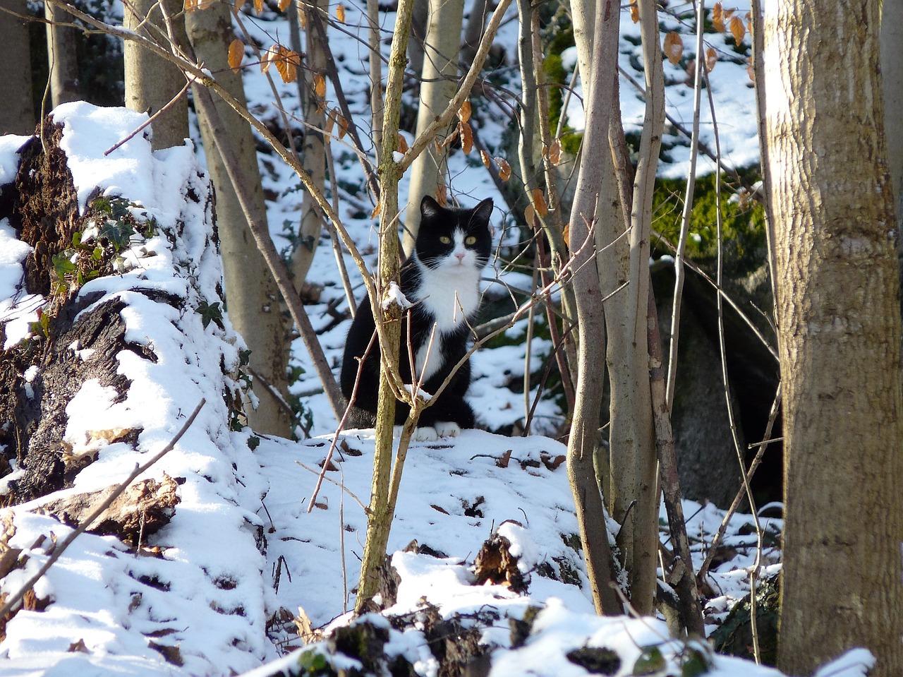 cat animal snow free photo