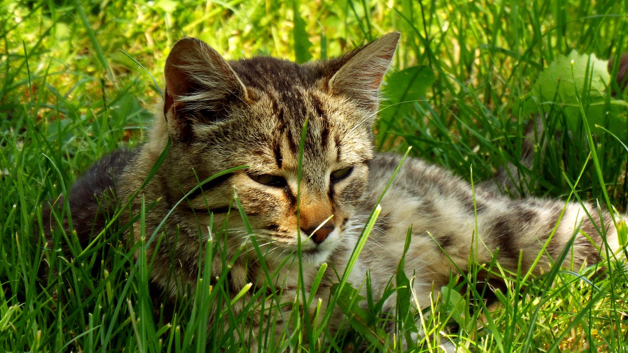 cat sleep grass free photo