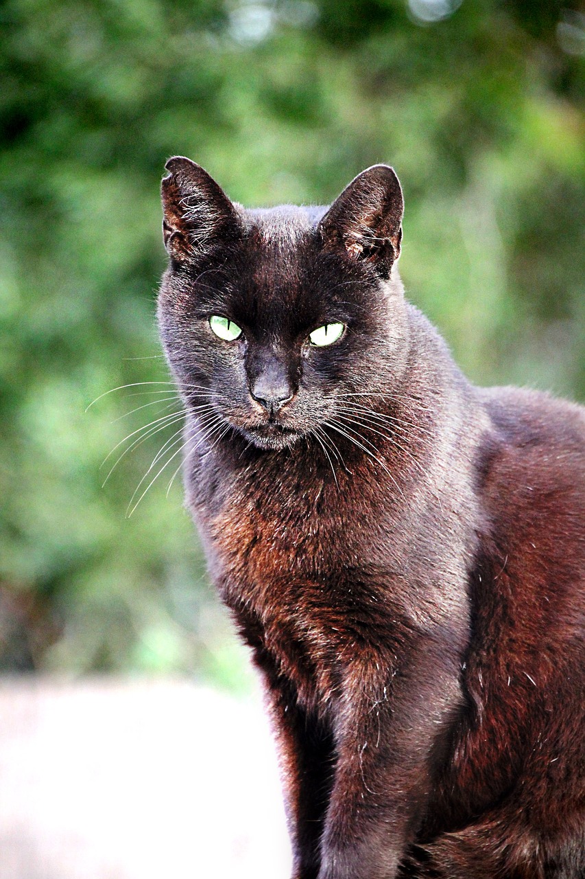cat black pet free photo