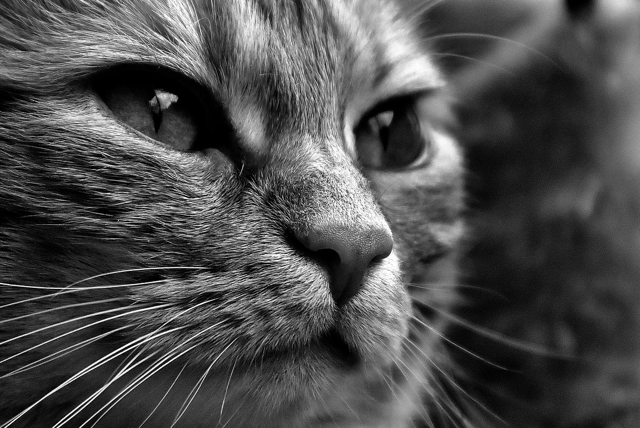 cat black and white cute free photo