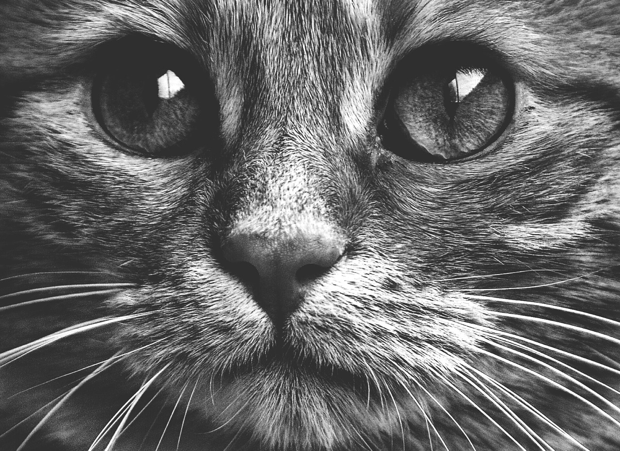 cat black and white cute free photo