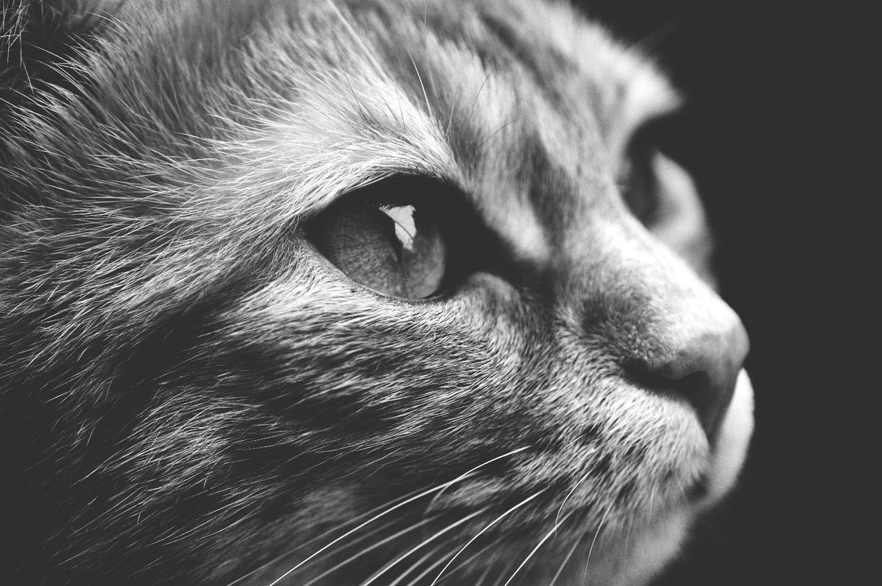 cat black and white cute free photo