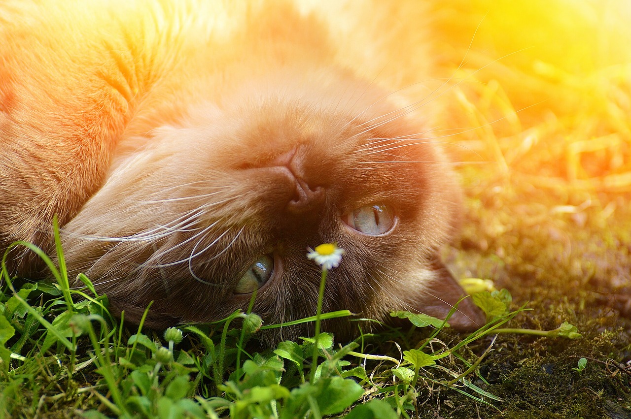 cat british shorthair thoroughbred free photo