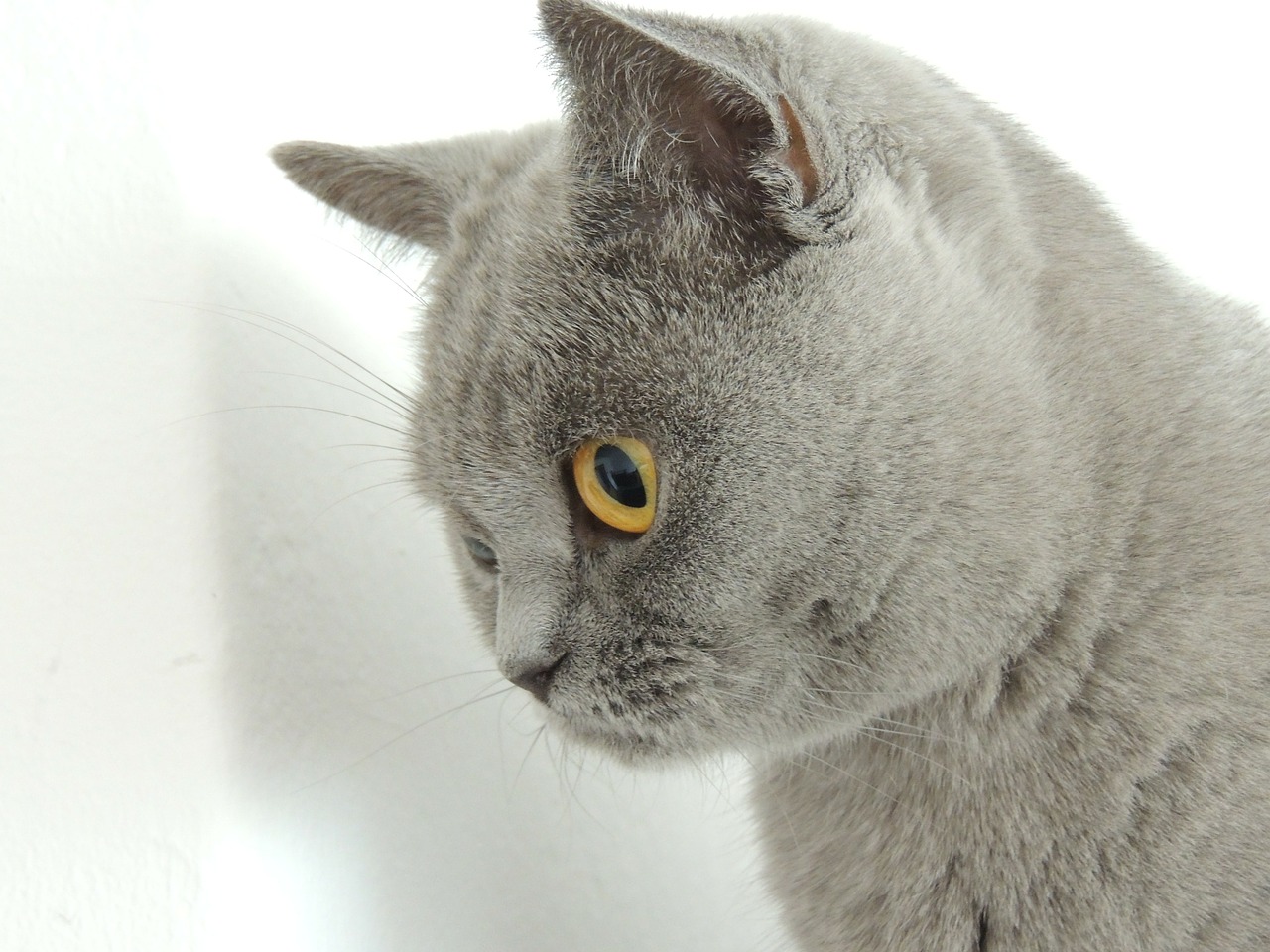 cat gray gentle caress on free photo