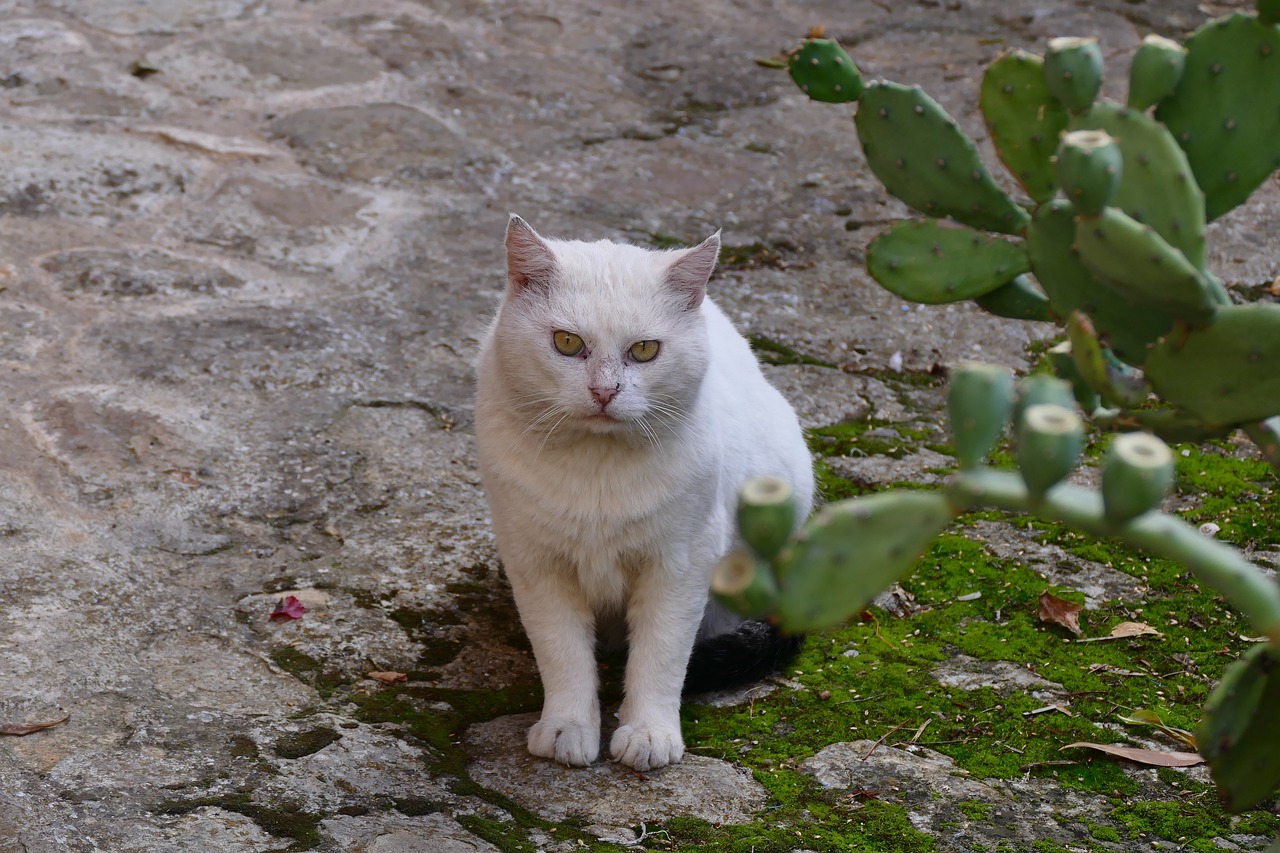 cat pet young cat free photo