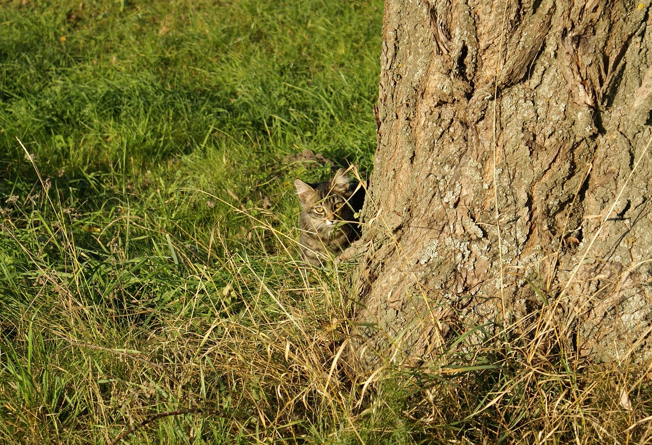 cat green nature free photo