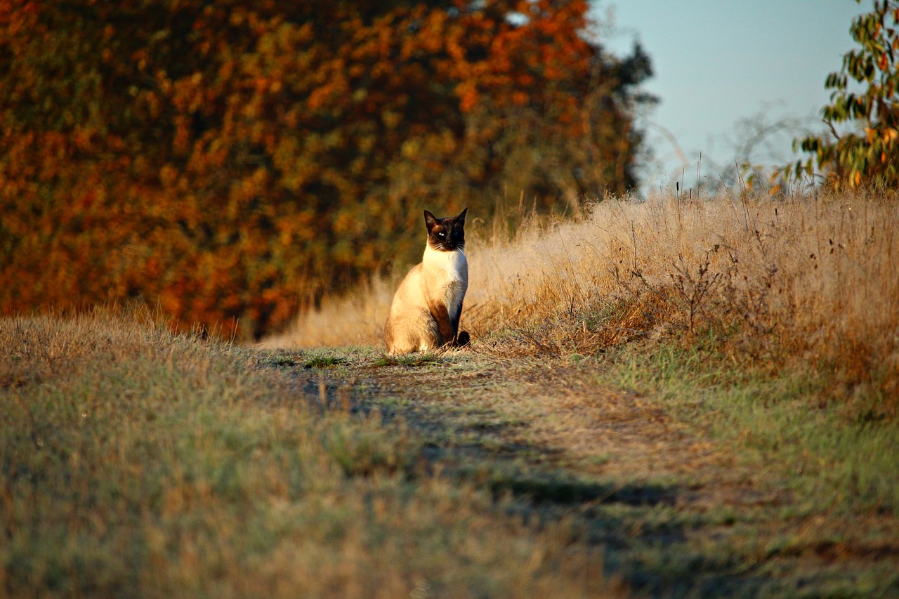 cat mieze kitten free photo