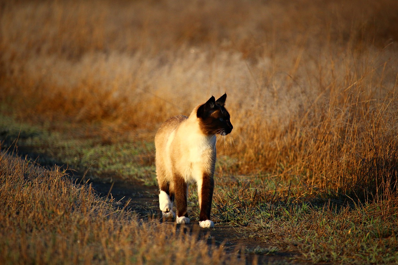 cat mieze kitten free photo