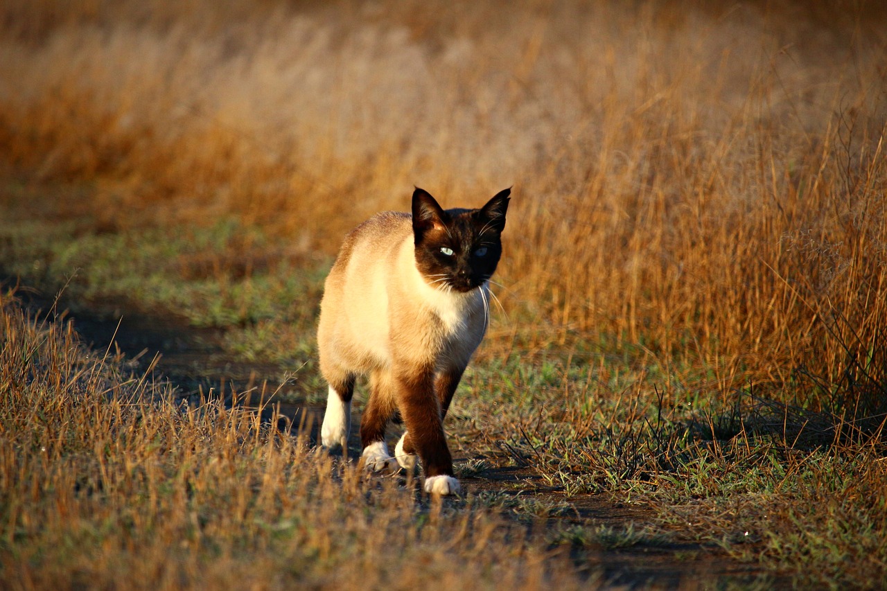 cat mieze siamese cat free photo